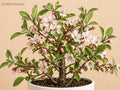 Nanking Cherry Seeds 3 Pack Heirloom Non-GMO Prunus tomentosa Fruit Shrub for Garden Planting