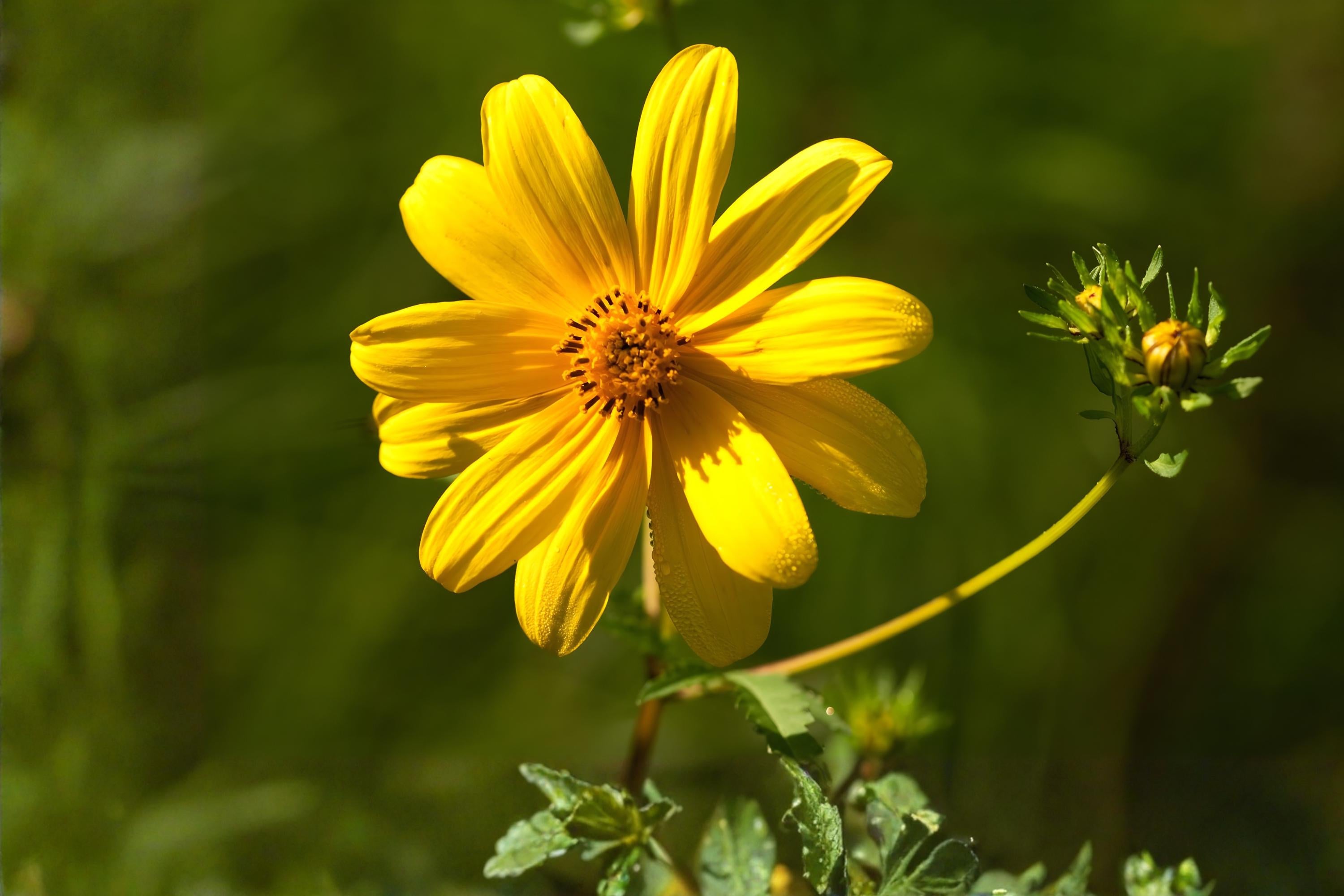 Swamp Marigold Seeds, Native Wildflower, Bright Yellow Daisy-Like Blooms, Wetland, Rain Garden, Bidens aristosa, 30 Seeds