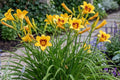 Bonanza Day Lily Bulb Bare Root Plant Perennial Flower Hemerocallis 'Bonanza' for Garden Borders & Containers