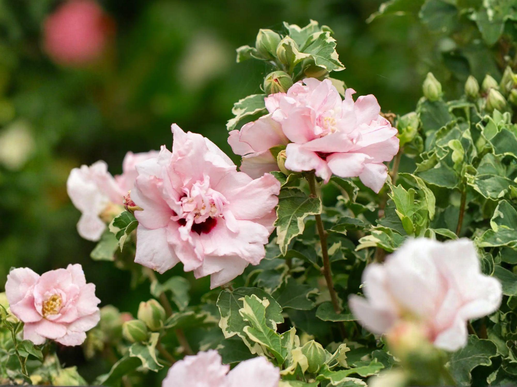 Rose of Sharon Live Plant, Double Pink Hibiscus syriacus, Flowering Shrub for Garden Hedges & Landscape
