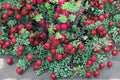 American Cranberry Seeds – Vaccinium macrocarpon, Low-Growing Edible Fruit Plant for Garden & Bog Planting