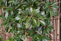 Japanese Stone Oak Seeds – Lithocarpus edulis, Evergreen Ornamental Tree, Nut-Producing, Garden & Landscape Plant