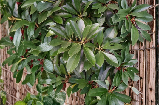 Japanese Stone Oak Seeds – Lithocarpus edulis, Evergreen Ornamental Tree, Nut-Producing, Garden & Landscape Plant
