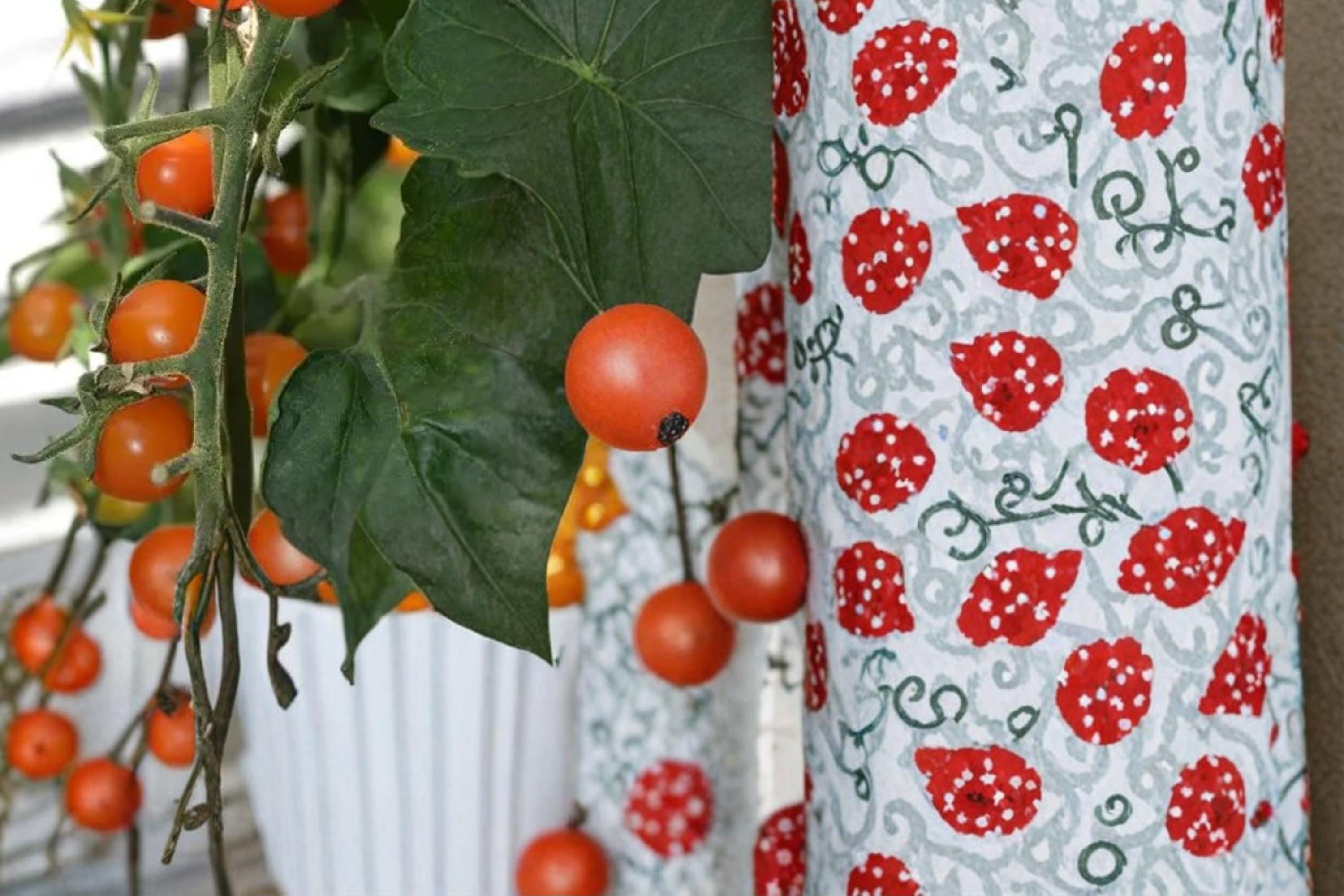 Sun Sugar Cherry Tomato Seeds – Solanum lycopersicum, Orange Small Fruit, Early Fruiting, Sweet Flavor, Container & Garden Bed Plant