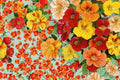 Trailing Nasturtium Seeds – Tropaeolum majus Mix for Vibrant Cascading Flowers, Container & Garden Bed Plant