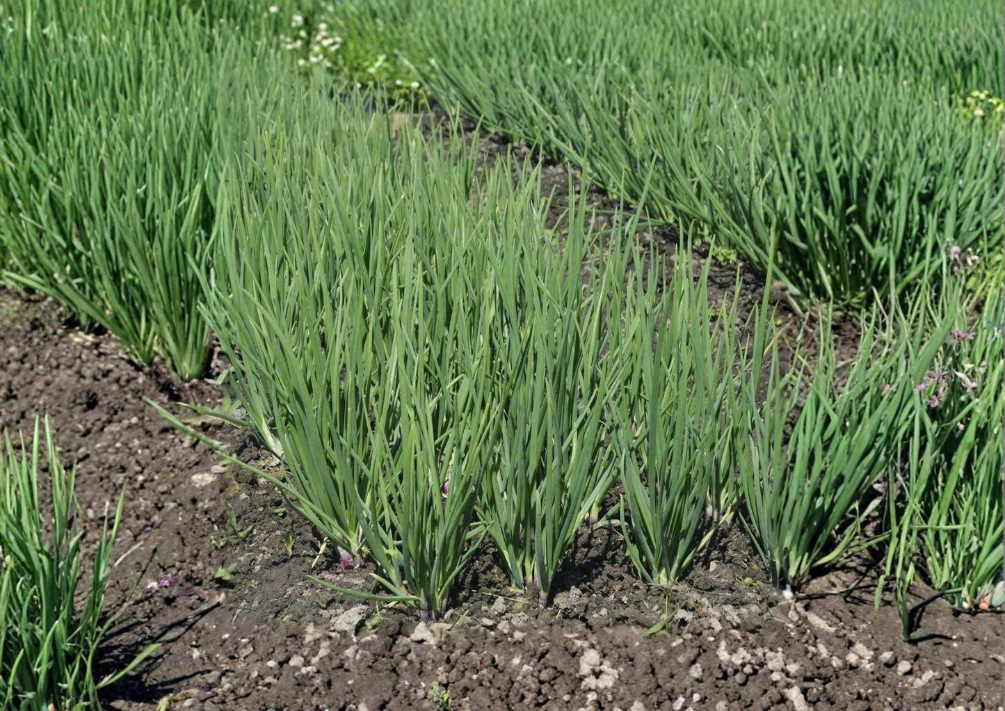 Ishikura Winter Long Onion Seeds – Heirloom Bunching Onion, Cold Hardy Long White Scallion, Vegetable Seeds for Garden Planting
