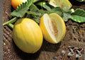 Canary Yellow Melon Seeds | 25+ Heirloom Fruit Seeds for Garden Planting | Sweet Bright Yellow Honeydew Type | Non-GMO Juan Melon