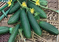Addis Cucumber Seeds 100+ Pack Heirloom Non-GMO Vegetable Seeds for Garden Planting, Crisp Slicing Cucumber, High Yield Garden Variety