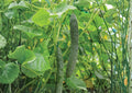 Dragon Suhyo Cucumber Seeds – Rare Asian Japanese Heirloom Vegetable Seeds for Garden Planting, Long Ribbed Sweet Burpless Cucumbers