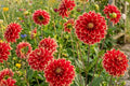 Giant DinnerPlate Dahlia Bulb Clump, Dutch Carnival Flower Tuber, Large Blooming Dahlia Pinnata for Garden & Cut Flowers