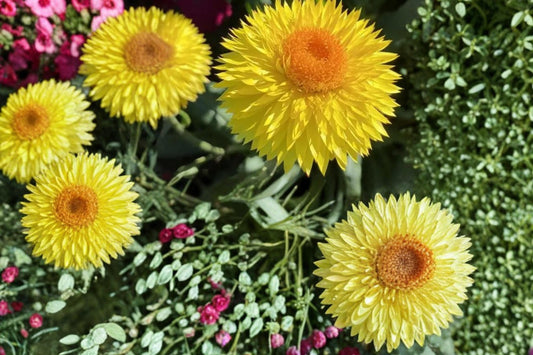 Golden Yellow Strawflower Seeds – Xerochrysum bracteatum, Bright Yellow, Papery Blooms, Annual Flower for Garden Beds & Containers