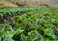 500+ Freckles Romaine Lettuce Seeds – Heirloom Non-GMO Vegetable Seeds for Garden, Speckled Leaf Cos Lettuce for Crisp Salad Greens