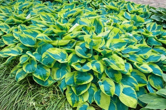 Hosta Bare Root Plant - Tokudama Flavocircinalis - Shady Garden Perennial with Blue-Green Foliage and Golden Edges