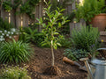 Chickasaw Plum Tree Bare Root Plant – Native Prunus angustifolia, Edible Fruit, Spring Blooms, Wildlife-Friendly, 12–24in