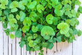Gotu Kola Seeds – Centella asiatica, Ground Cover Herb, Tropical Perennial, Herbal Plant Seed for Gardening
