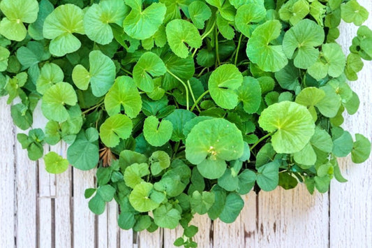 Gotu Kola Seeds – Centella asiatica, Ground Cover Herb, Tropical Perennial, Herbal Plant Seed for Gardening