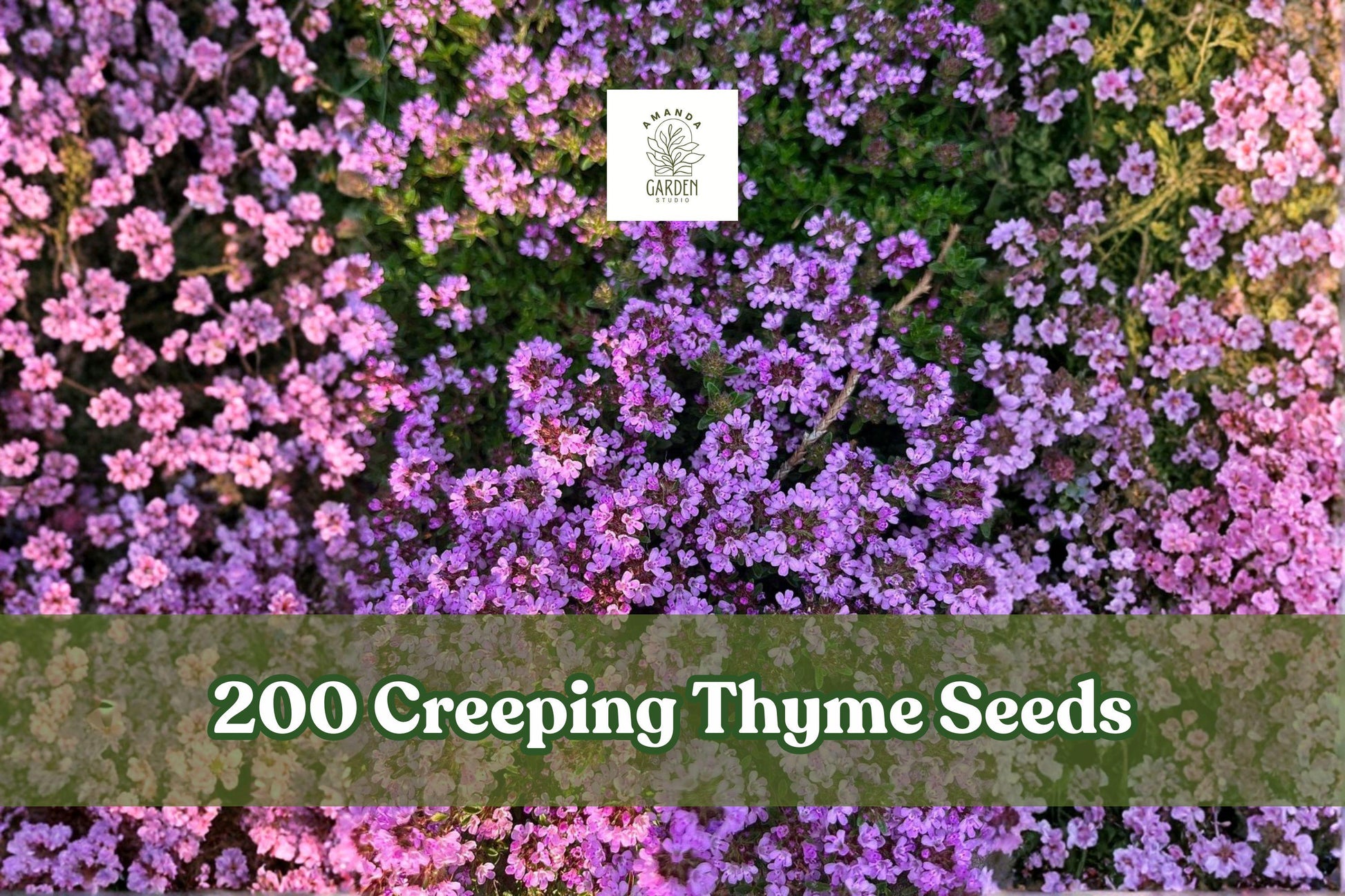 Creeping Thyme Seeds | Purple Groundcover Herb for Lawn Alternative | Thymus serpyllum, Perennial, Drought Tolerant