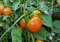 200+ Turkish Orange Eggplant Seeds – Heirloom Non-GMO Vegetable Seeds for Garden, Bright Orange, Round, Ornamental, Solanum melongena