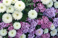 Zinnia Seeds | Polar Bear White Dahlia-Flowered Zinnia elegans | Annual Garden Flower for Beds & Cut Arrangements