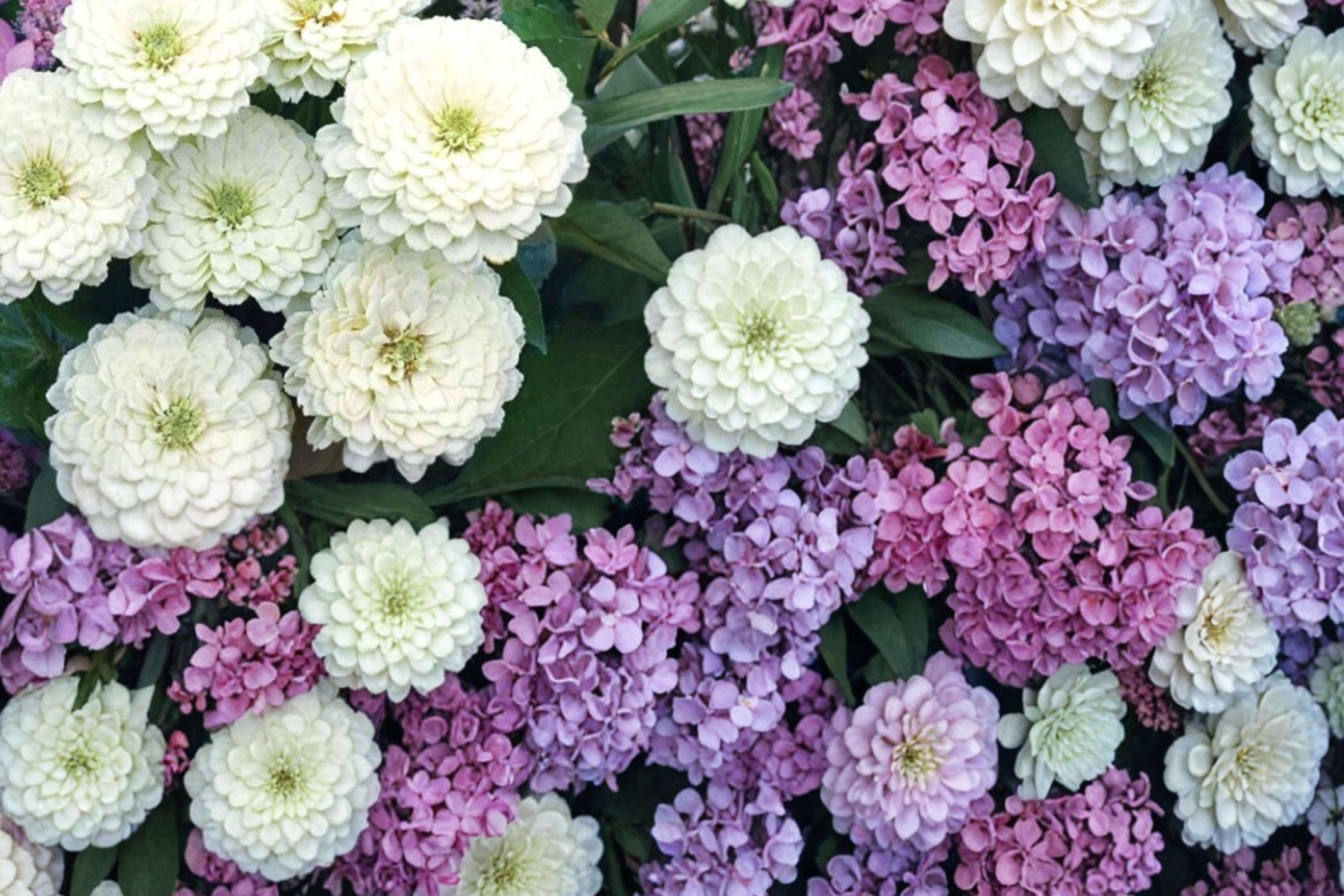 Zinnia Seeds | Polar Bear White Dahlia-Flowered Zinnia elegans | Annual Garden Flower for Beds & Cut Arrangements
