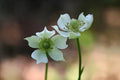 Thimbleweed Seeds (100) | Native Wildflower Anemone cylindrica for Prairies & Meadows | Pollinator-Friendly Planting Seed