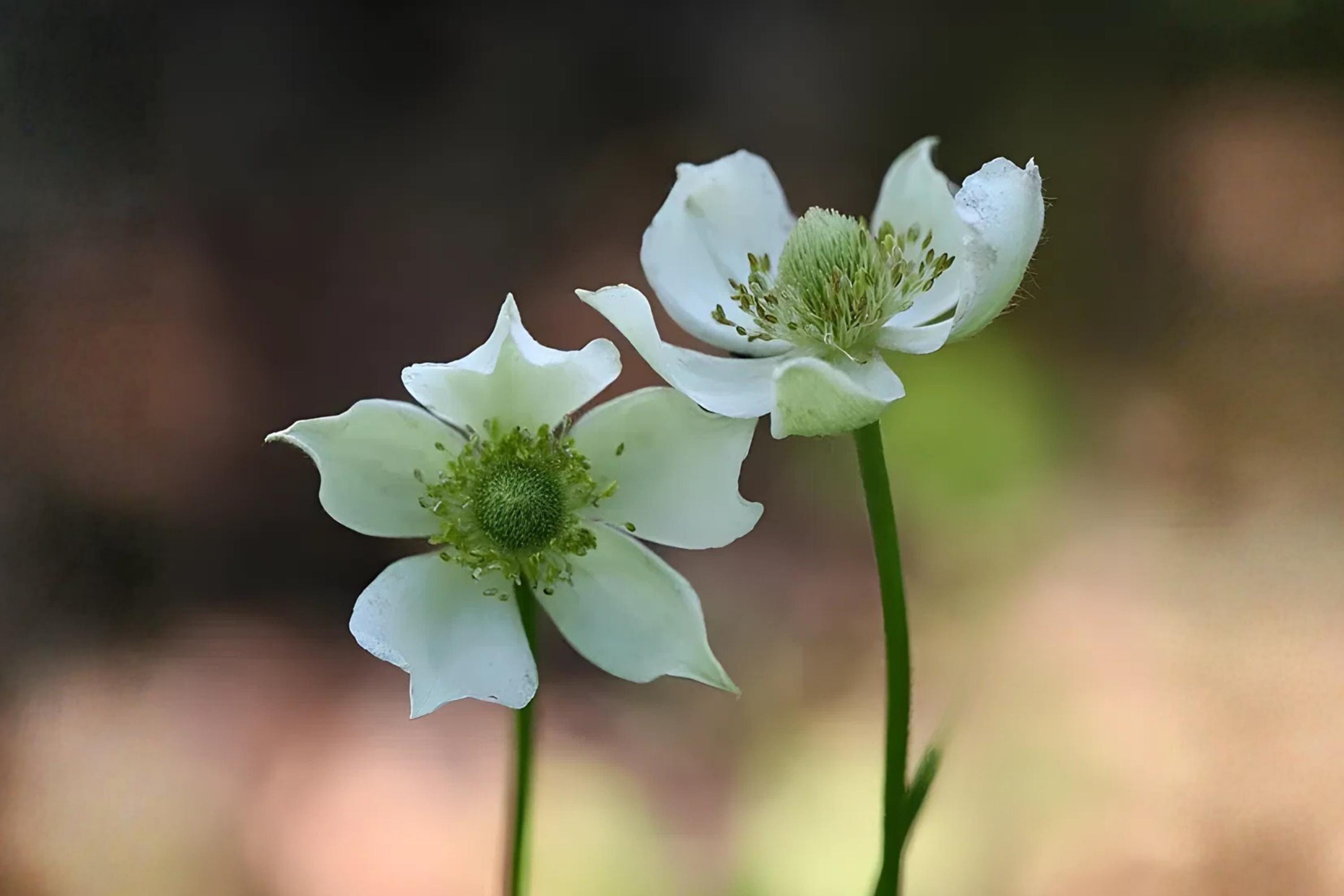 Thimbleweed Seeds (100) | Native Wildflower Anemone cylindrica for Prairies & Meadows | Pollinator-Friendly Planting Seed