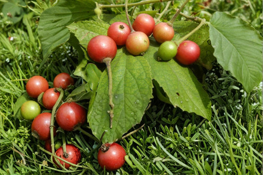 Jamaican Cherry Tree Seeds – Muntingia calabura Tropical Fruit Tree for Planting, Fast-Growing Ornamental Tree