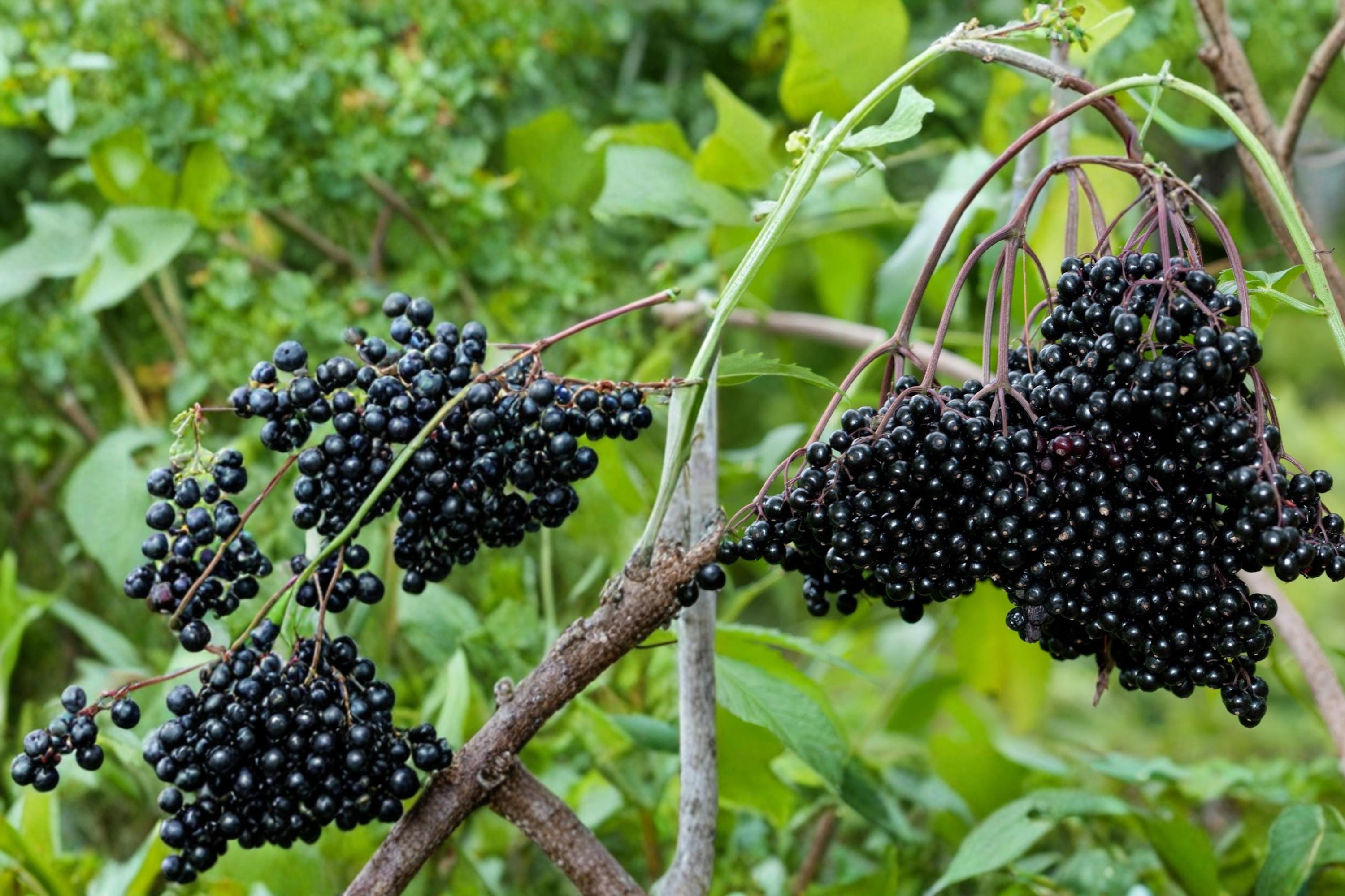 Black Elderberry Cuttings – Sambucus nigra Fruit Shrub for Planting, Berry Plant, Garden Shrub, Live Propagation Cuttings