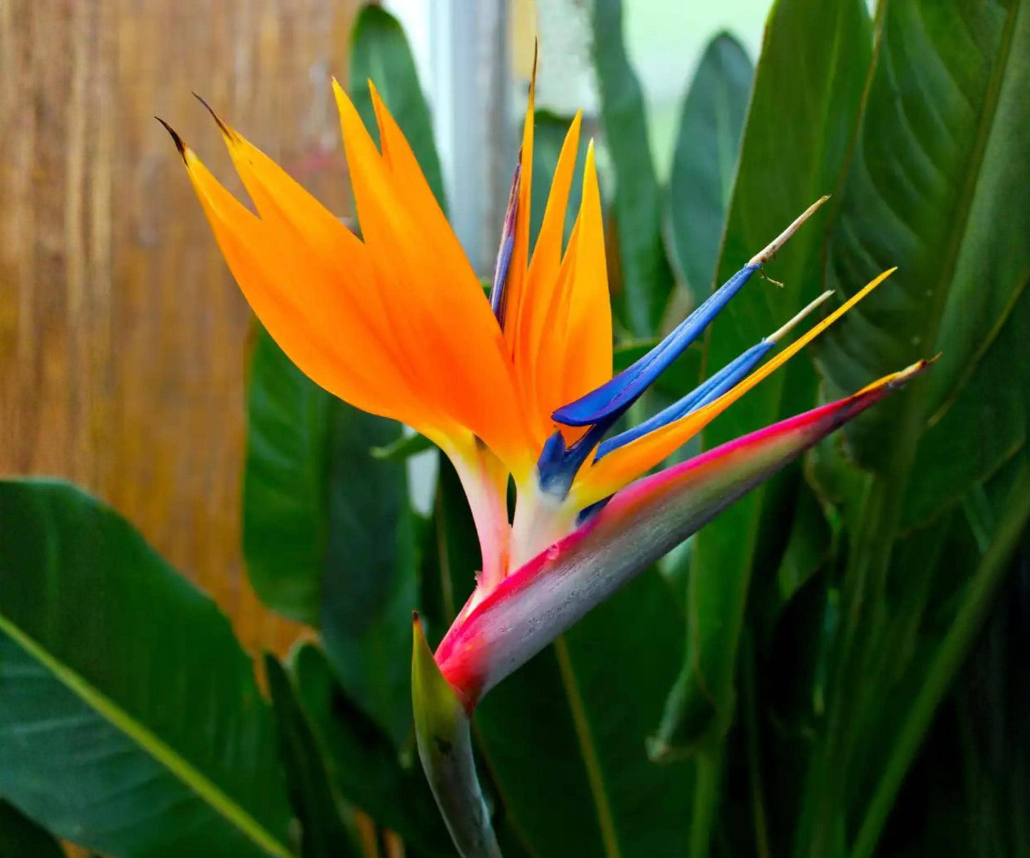 Orange Bird of Paradise Live Plants 4 Pack, 6-10 Inch Tropical Strelitzia reginae, Indoor Outdoor Exotic Foliage