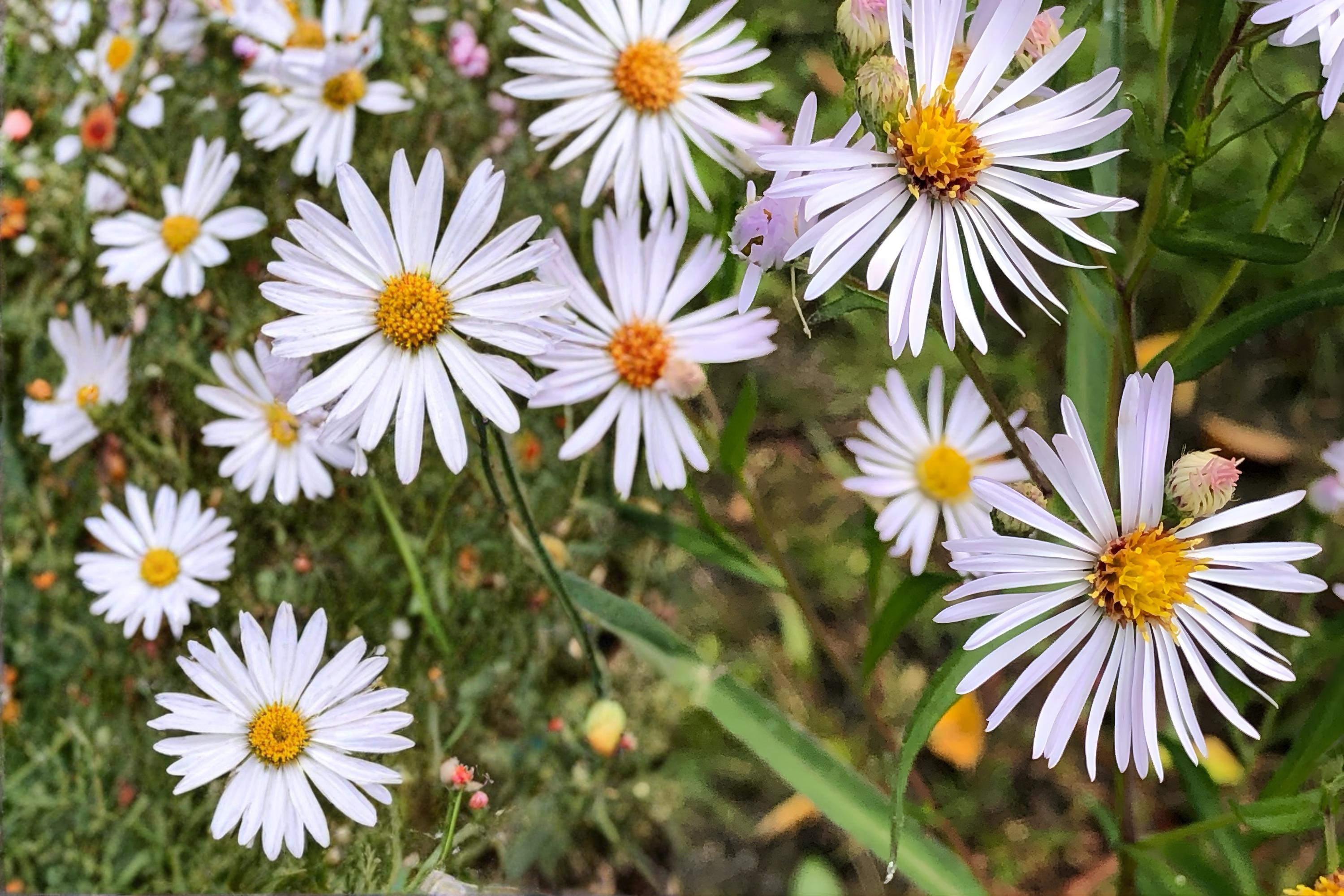 Panicled Aster Seeds 100 Pack | Native Wildflower with White Daisy-Like Blooms | Symphyotrichum lanceolatum