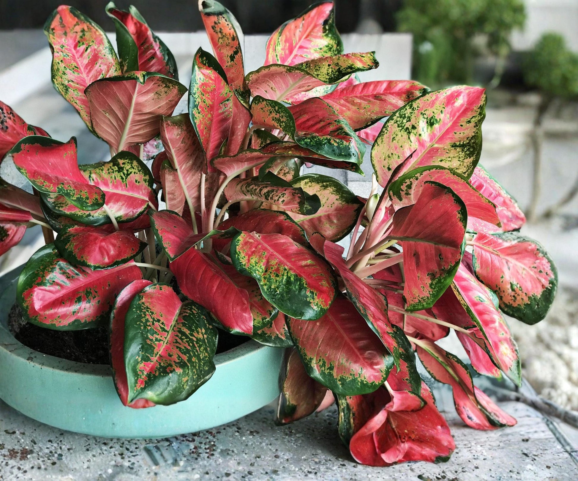 Mix Variety Aglaonema Indoor Plants 4 Pack, Chinese Evergreen, Colorful Foliage, Low-Light Houseplants, Rooted in 2-Inch Pots
