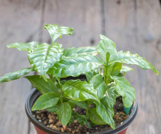 Live Arabica Coffee Plant Set of 4 – Indoor Outdoor Tropical Houseplants, Evergreen Foliage, Coffee Starter Trees