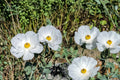 Prickly Poppy Seeds – Argemone polyanthemos – Drought-Tolerant Annual with White Flowers & Spiny Blue-Green Foliage