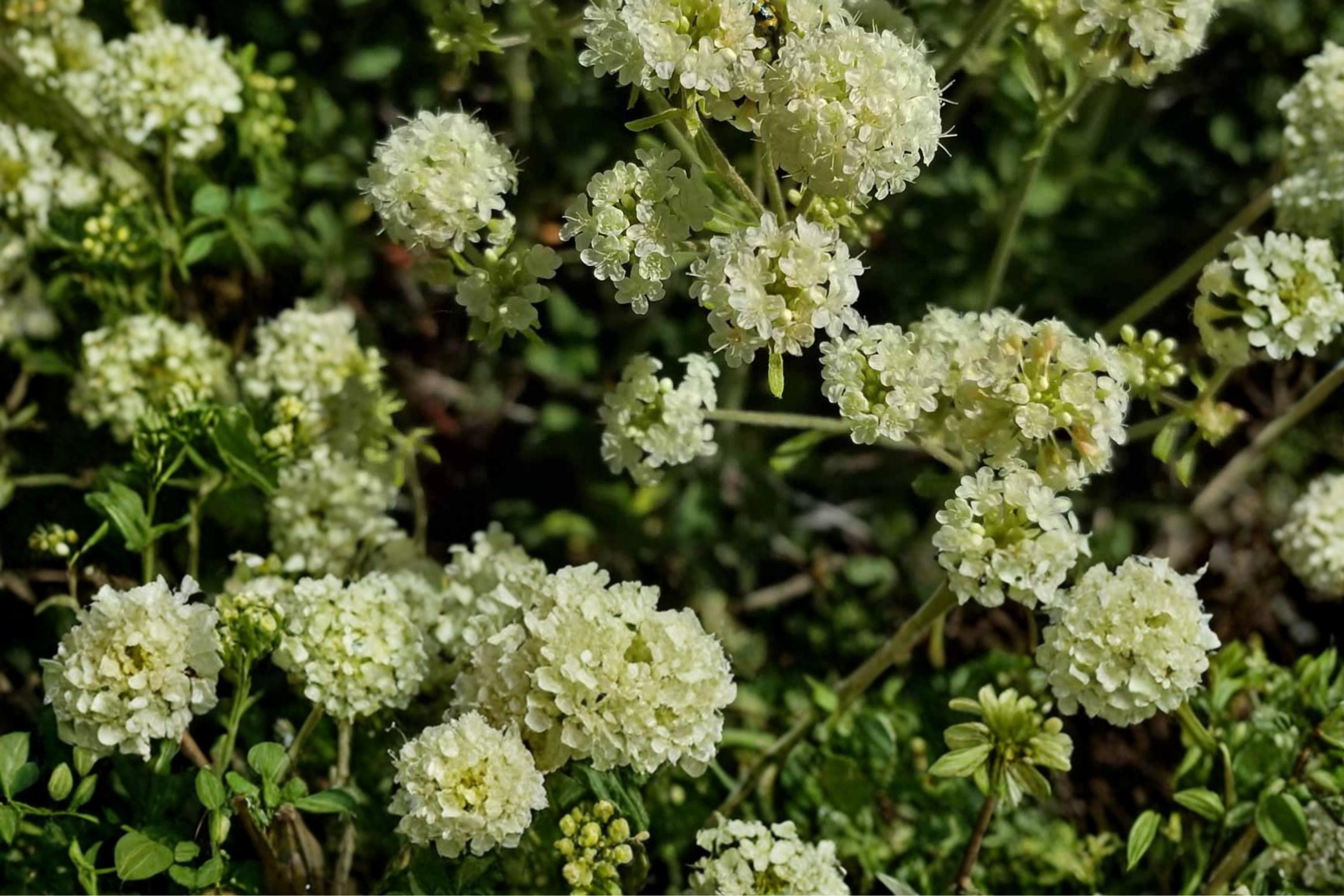 Parsnipflower Wild Buckwheat Seeds – Eriogonum heracleoides, Drought-Tolerant Perennial for Rock Gardens & Prairies