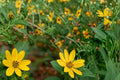 Engelmann Daisy Seeds – 50 Herbaceous Perennial Wildflower – Bright Yellow Daisy-Like Blooms – Engelmannia peristenia for Prairie & Meadow Gardens