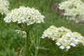 Western Yarrow Seeds – Achillea millefolium occidentalis, 500 Seeds, Perennial Wildflower, White Flower Clusters, Drought Tolerant Plant