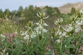 Woolly Milkvetch Seeds – Astragalus drummondii – Perennial Prairie Plant with Cream-Yellow Flowers, Drought Tolerant, Native Wildflower