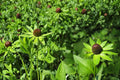 Western Coneflower Seeds – Rudbeckia occidentalis, Perennial Wildflower, Dark Cone Flower, Native Prairie Plant, 75 Seeds