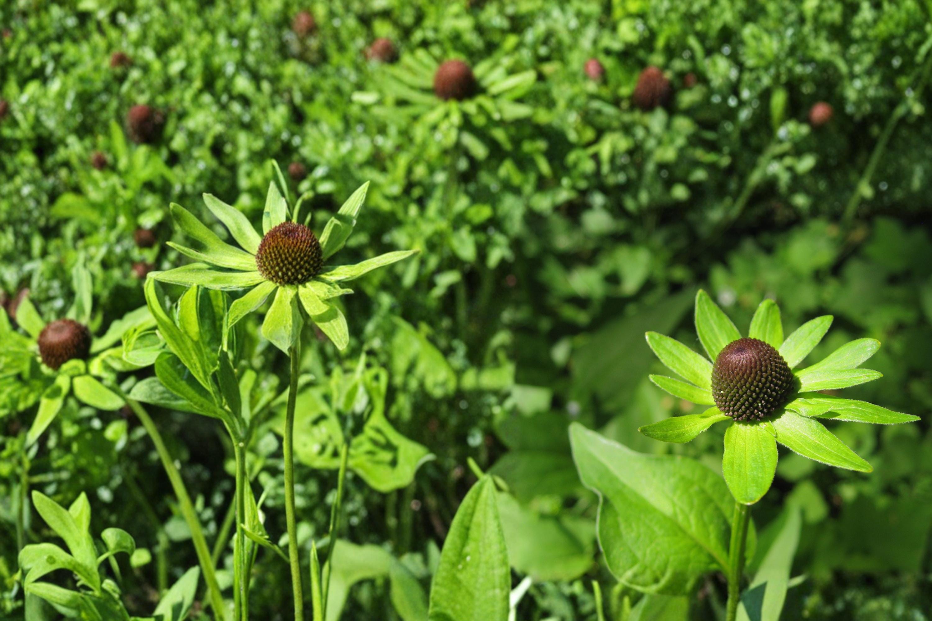 Western Coneflower Seeds – Rudbeckia occidentalis, Perennial Wildflower, Dark Cone Flower, Native Prairie Plant, 75 Seeds