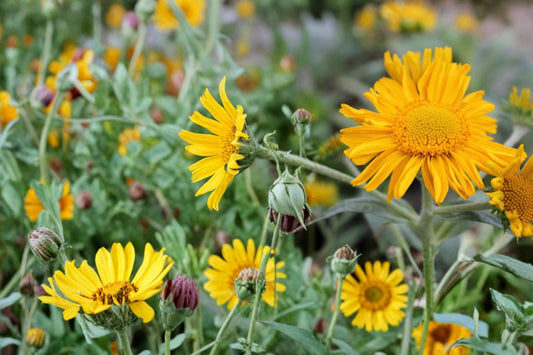 Orange Mountain Daisy Seeds – Hymenoxys hoopesii Herbaceous Perennial Wildflower with Bright Orange Daisies, Full Sun, Well-Drained Soil