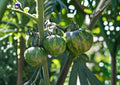Green Zebra Tomato Seeds – Heirloom Non-GMO Vegetable Seeds for Garden Planting, Striped Green Tomato, Tangy Sweet Flavor
