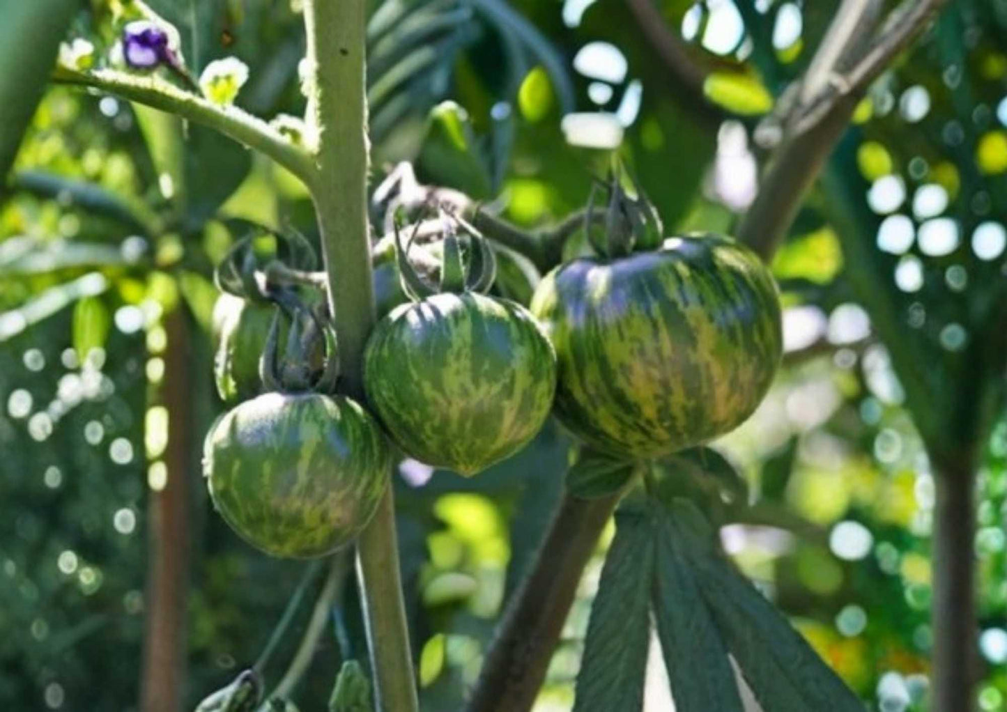 Green Zebra Tomato Seeds – Heirloom Non-GMO Vegetable Seeds for Garden Planting, Striped Green Tomato, Tangy Sweet Flavor