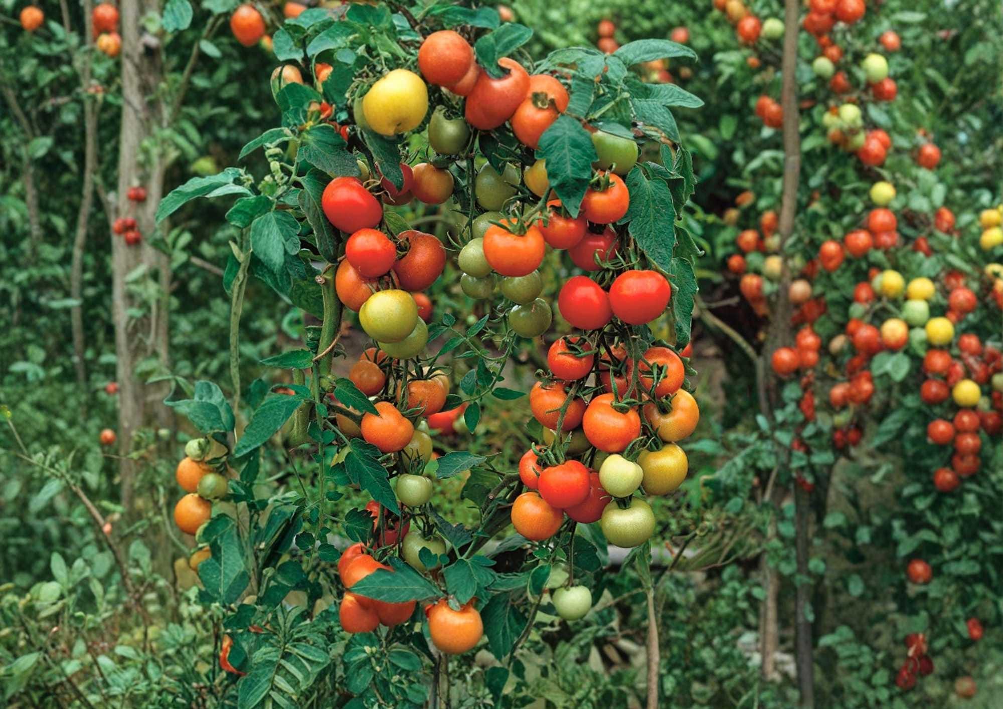 Sweet Pea Currant Tomato Seeds, Rare Heirloom Vegetable Seeds, Tiny Red Tomatoes, Heavy Yield, Garden Planting, Fast Shipping