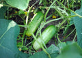 Parisian Gherkin Cucumber Seeds – Heirloom, Pickling, Crisp Flavor, High Yield, Fast Growing, AAS Winner, Vegetable Seeds for Garden Planting
