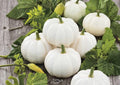 White Queen Pumpkin Seeds – Heirloom Non-GMO Open Pollinated Decorative Pumpkin Seeds for Garden Planting, Pale White Variety