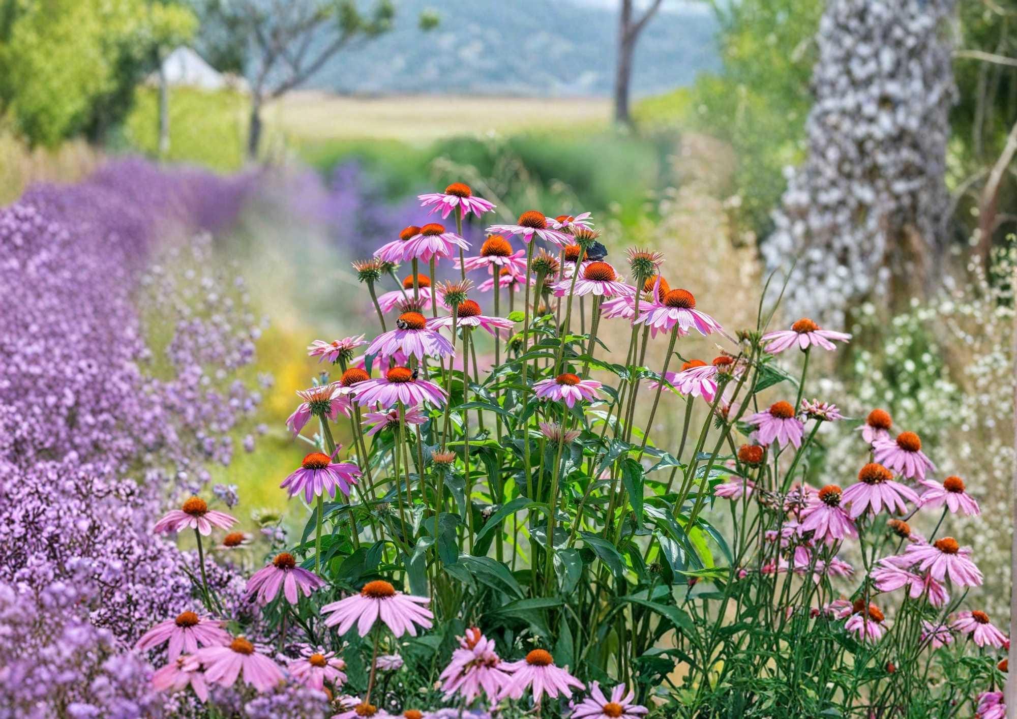 Purple Coneflower Seeds, Echinacea Purpurea, Perennial Wildflower Seeds for Garden, Pollinator Friendly, Drought Tolerant, 300+ Seeds