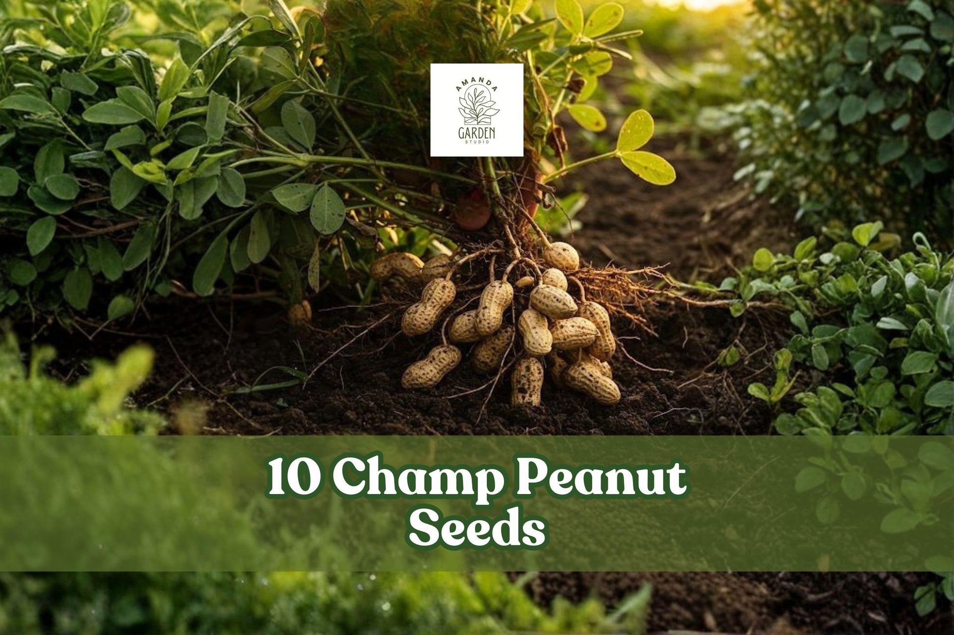 Champ Peanut Seeds 10 Pack | Arachis hypogaea Early-Maturing Underground Growing Crop for Garden Beds