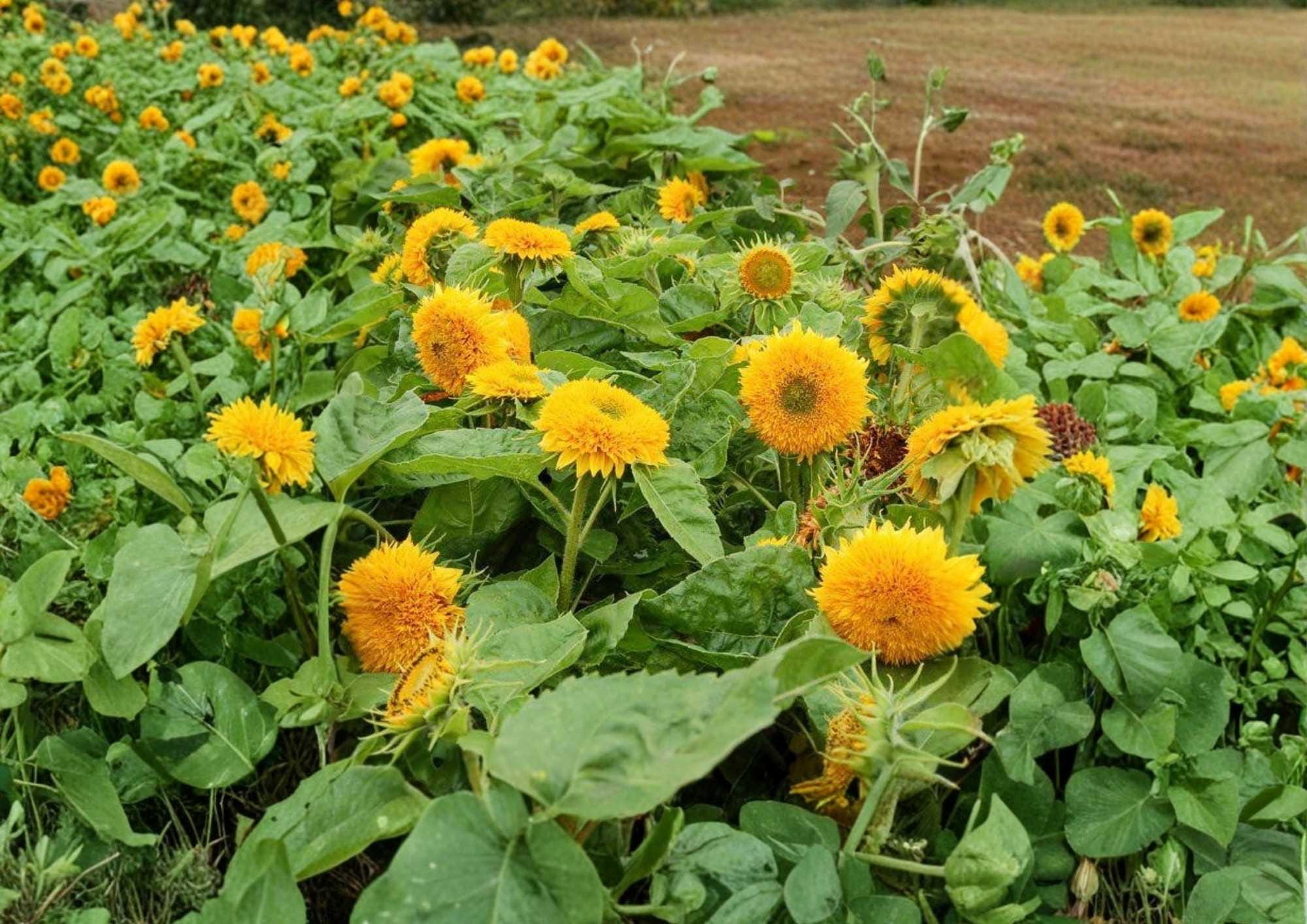 Double Sun Sunflower Seeds – Large Double Bloom Flower Seeds for Garden Planting, Unique Layered Petals, Bold Color, Cut Flower Variety
