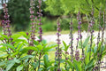 Thai Basil Seeds – Ocimum basilicum, Aromatic Herb, Purple Stems, Culinary and Garden Herb, 75 Seeds