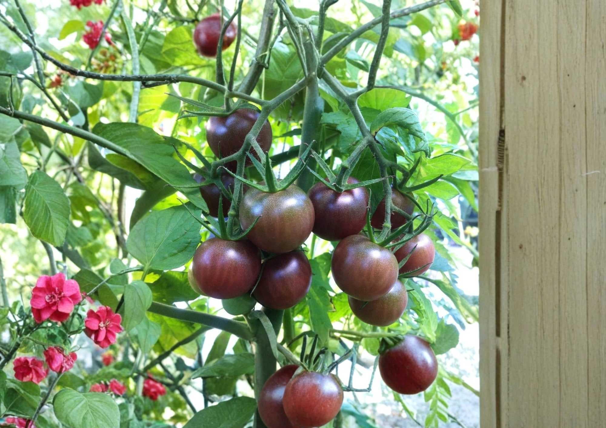 Chocolate Cherry Tomato Seeds – Heirloom Rare Dark Brown Cherry Tomatoes for Garden, Sweet, High Yield, Fast Shipping